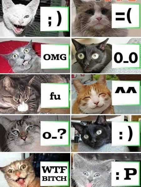 Funny Picture - Cat Emoticons