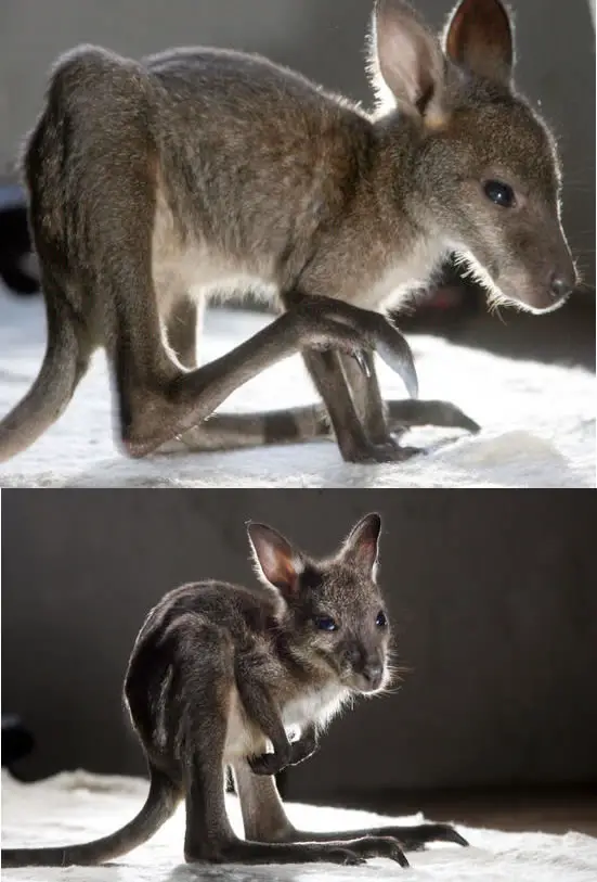 Funny Picture - Baby Kangaroo