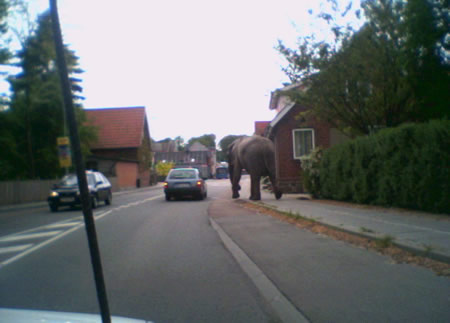 Funny Picture - Elephant On The Loose