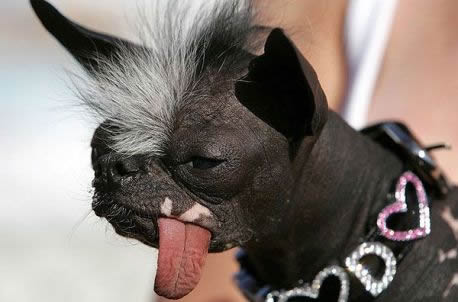 Funny Picture - World's Ugliest Dog 2