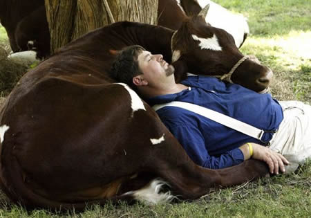 Funny Picture - A Man And His Cow