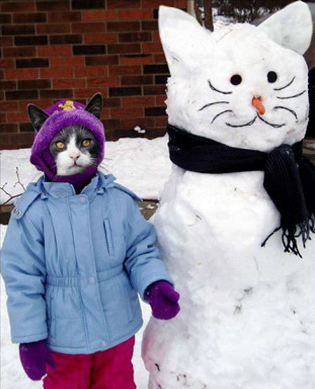 Funny Picture - Snow Kitten