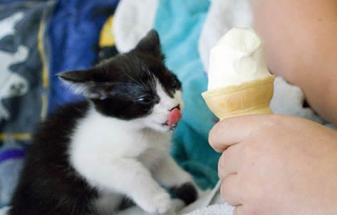 Funny Picture - Ice Cream And Kittens