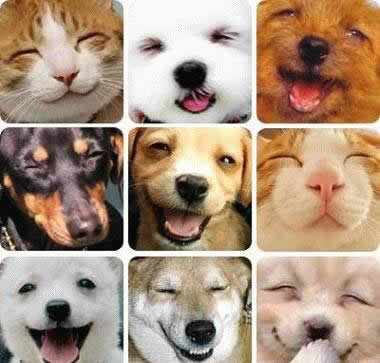Funny Picture - Happy Animals