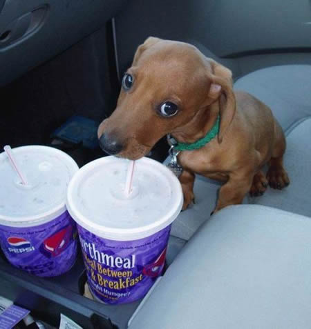 Funny Picture - Thirsty Puppy