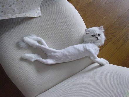 Funny Picture - Poor Shaven Cat