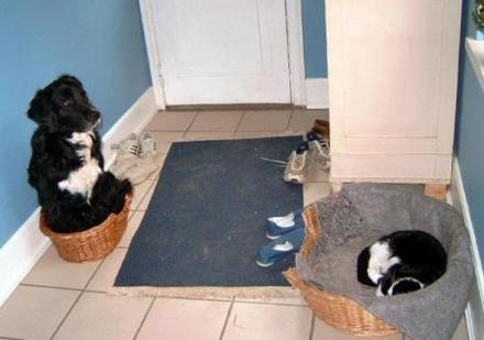 Funny Picture - Cat Owns Dog