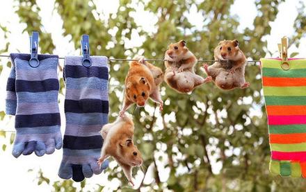 Funny Picture - Hamster Clothesline Fun