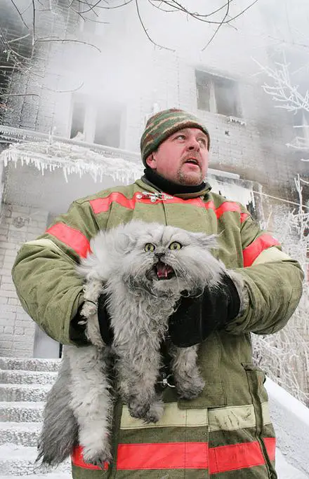 Funny Picture - Cold Scared Cat