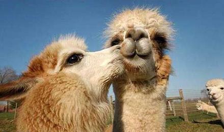 Funny Picture - Camel Kiss