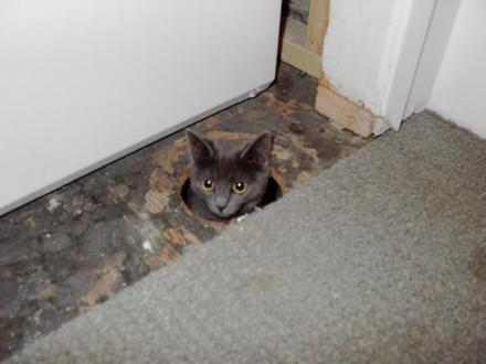 Funny Picture - Beware Of The Floor Cat