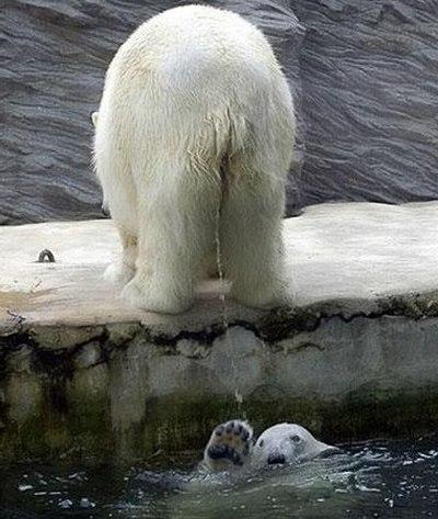 Funny Picture - Polar Bear Shower