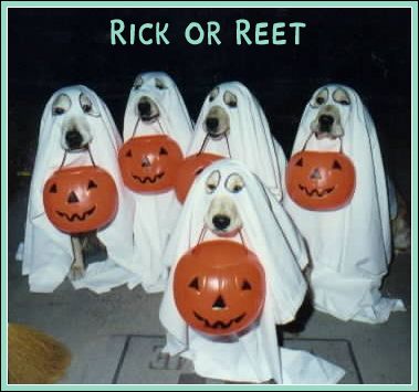 Funny Picture - Trick or Treat