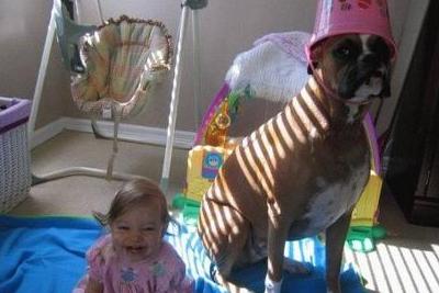 Funny Picture - Patient Dog