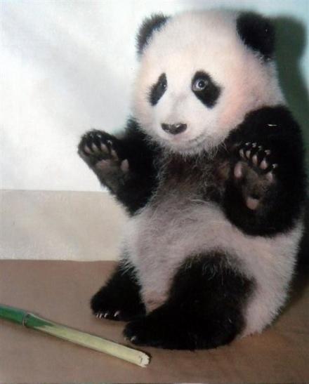 Funny Picture - Terrified Panda