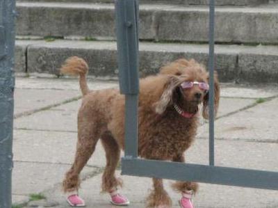 Funny Picture - Cool Poodle