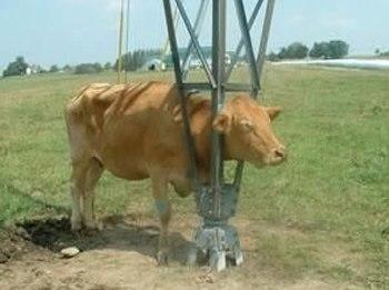 Funny Picture - Cow Gets Stuck