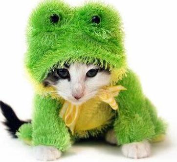 Funny Picture - Frog Kitty
