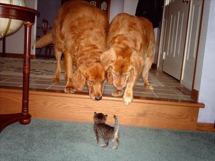 Funny Picture - Kitten In Trouble