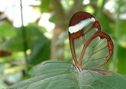 Funny Picture - Transparent Butterfly