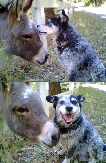 Funny Picture - Best Buds