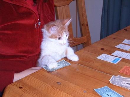 Funny Picture - Cat Loves Monopoly
