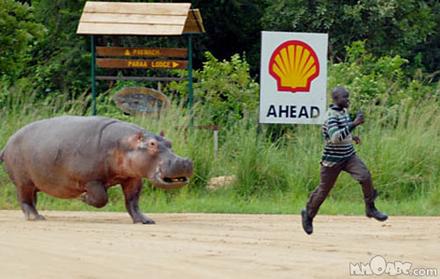 Funny Picture - Hungry Hungry Hippos!