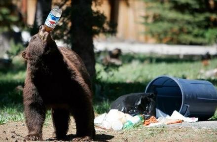 Funny Picture - Pepsi, The Choice of A Bear Generation