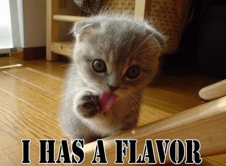Funny Picture - Cute Kitten