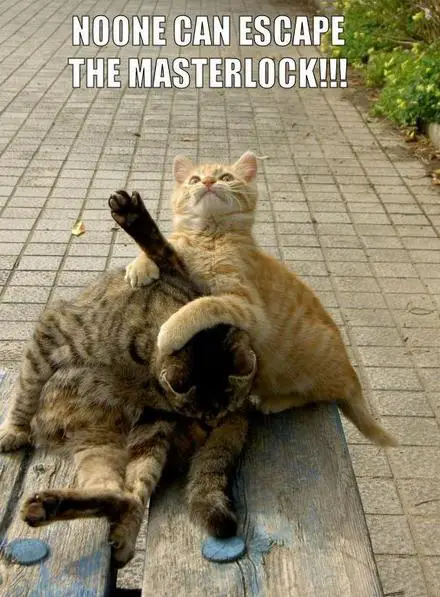 Funny Picture - Cat Wrestling