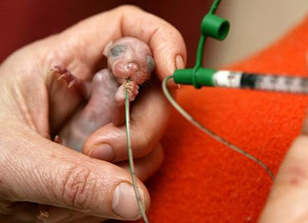 Funny Picture - Tiny Baby Possum