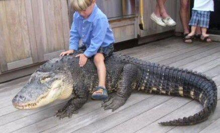 Funny Picture - Free Crocodile Rides!
