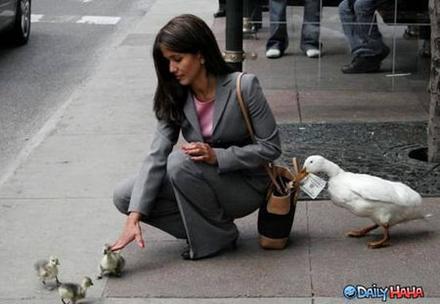 Funny Picture - Walking Duck Scam