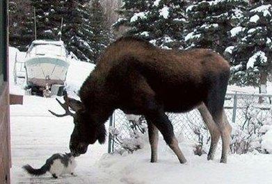Funny Picture - Moose Kisses Cat