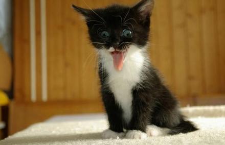 Funny Picture - Gene Simmons Cat