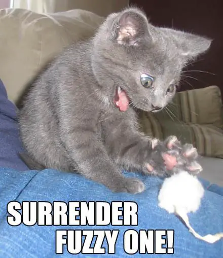 Funny Picture - Surrender Fuzzy One