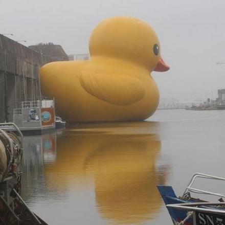 Funny Picture - Big Ducky