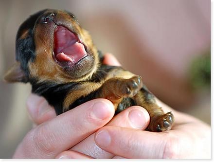 Funny Picture - Crying Baby Puppy