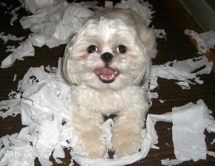 Funny Picture - Toilet Paper Is Fun!
