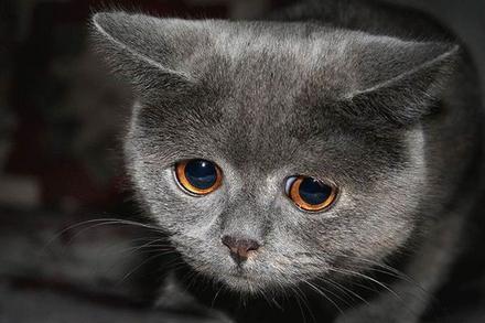 Funny Picture - Kitty Sad