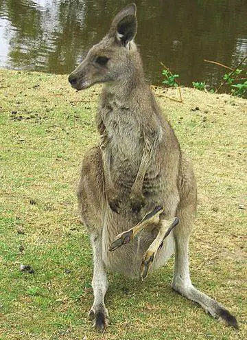 Funny Picture - Head First Kangaroo