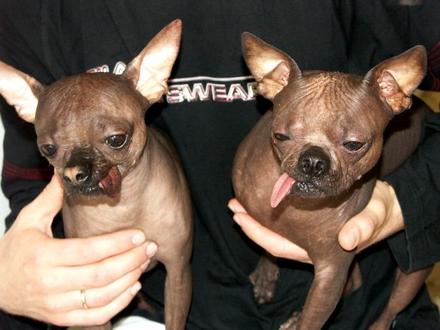 Funny Picture - Ugly Dogs