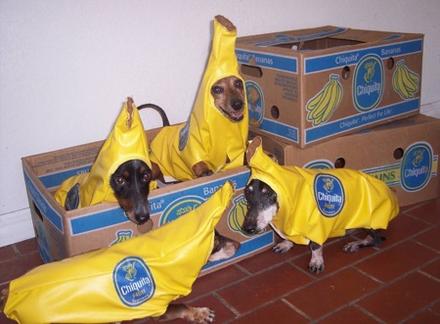 Funny Picture - Chiquita Banana Dogs