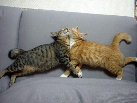 Funny Picture - Exaggerated Cat Kiss