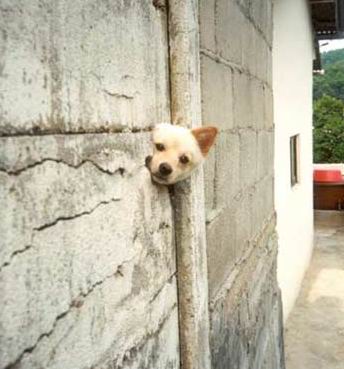 Funny Picture - Stuck In The Wall