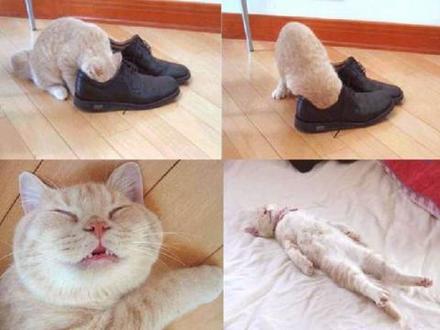 Funny Picture - Your Smelly Shoes Killed A Cat!