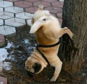 Funny Picture - Pug Stunt Pee