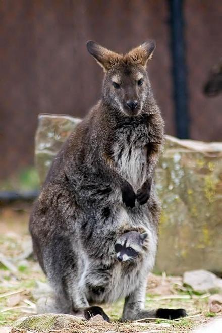 Funny Picture - Raccoon Gets Some Heat From His Kangaroo Friend