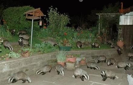 Funny Picture - Badger Badger Badger