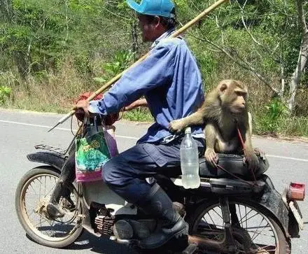 Funny Picture - Hitching A Ride